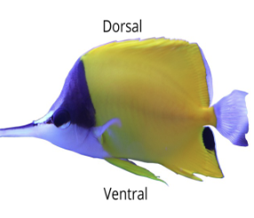 <p>1st Trait of Bilateral Symmetrical Animals</p>