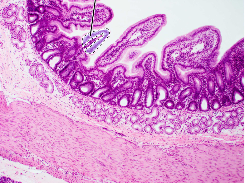 knowt flashcard image