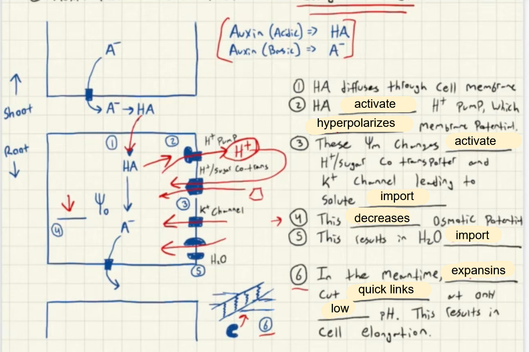 <p>Auxin Summary</p>