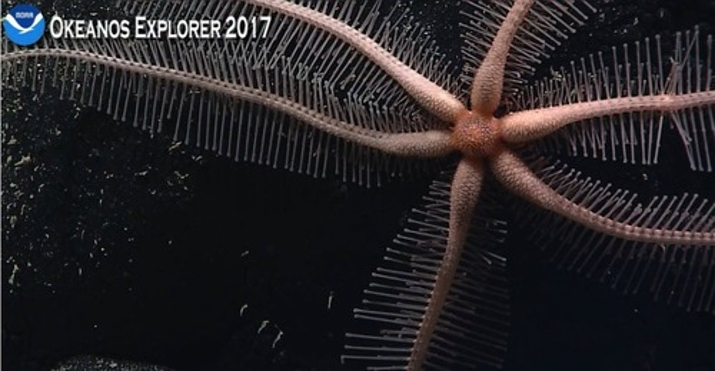 <p>This is covered by thousands of pedicellariae or little jaw-like structures, densely covering ALL of a Brisingid starfish's spines.</p>