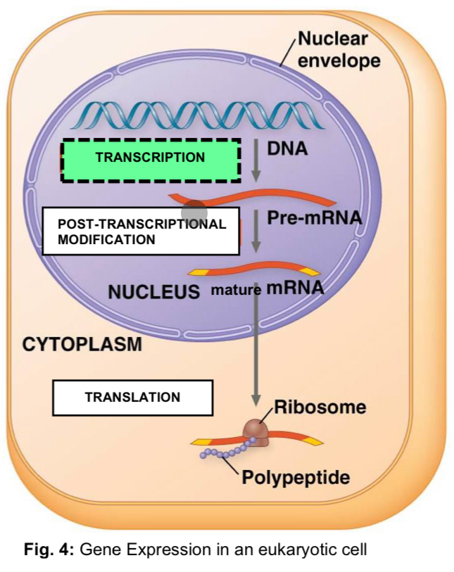 <ul><li><p><strong>Transcription</strong>: process by which a <strong>complementary RNA copy</strong> is made under the direction of the<strong> template strand</strong> of a <strong>specific region of the DNA molecule</strong>, catalysed by the enzyme <strong>RNA polymerase </strong></p></li></ul><p></p>