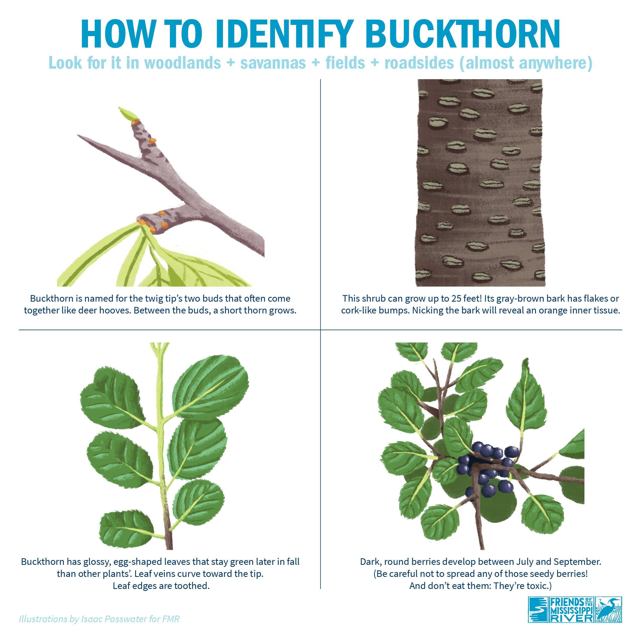 <p>the buckthorn family</p>