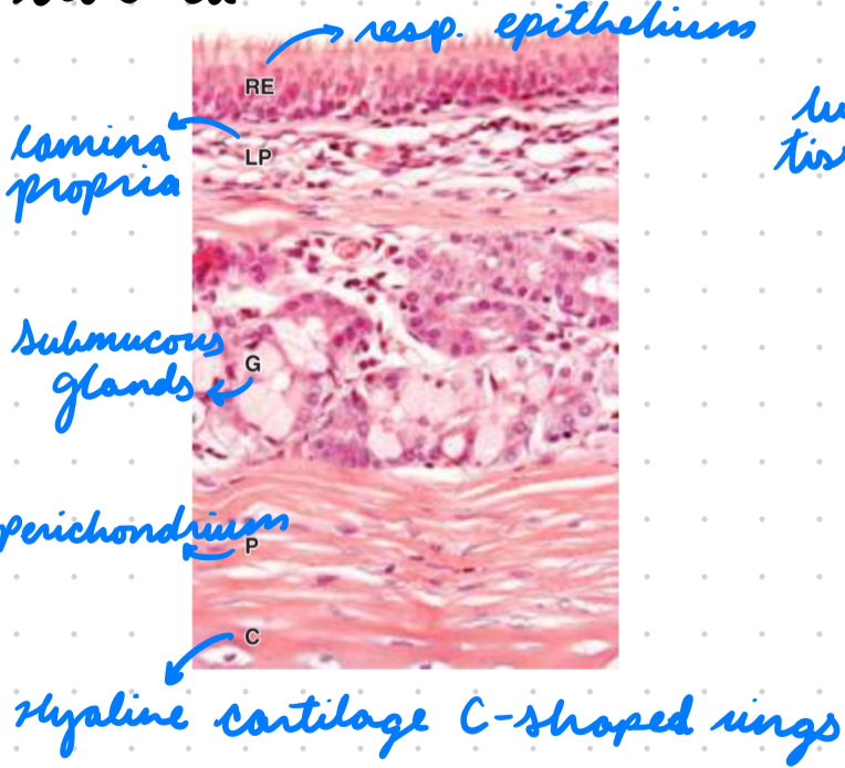 <p>Resp epithelium</p><p>Seromucous glands produce mucus</p><p>Anterior: C shaped hyaline cartilages</p><p>Posterior: Trachealis smooth muscle (for esophagus expansion)</p>