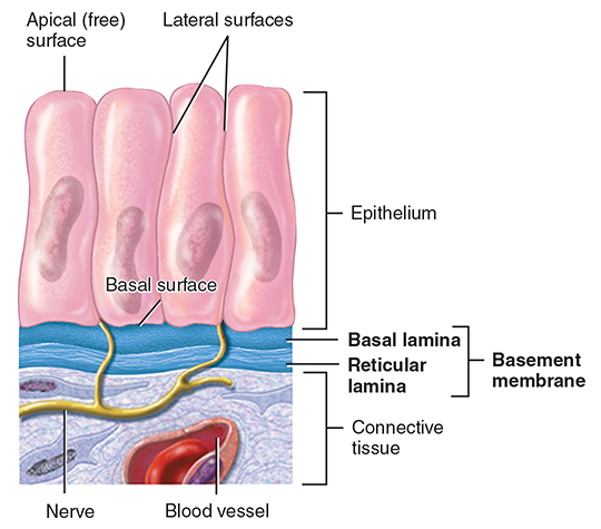 <p>lateral surface</p>