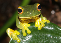<p>Species whose decline serves as early warnings that a community or ecosystem is being degraded.</p>