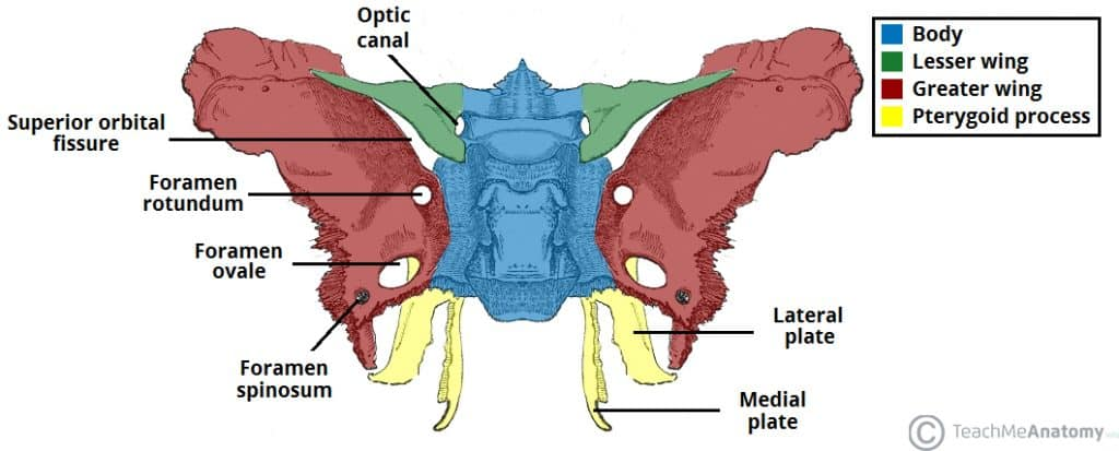 <p>Name the two wings of spehnoid</p>