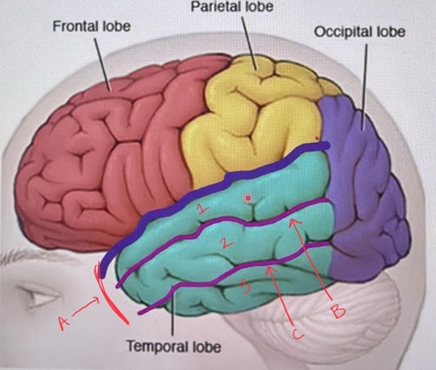 <p>What structure is marked by a purple line and labeled C?</p>