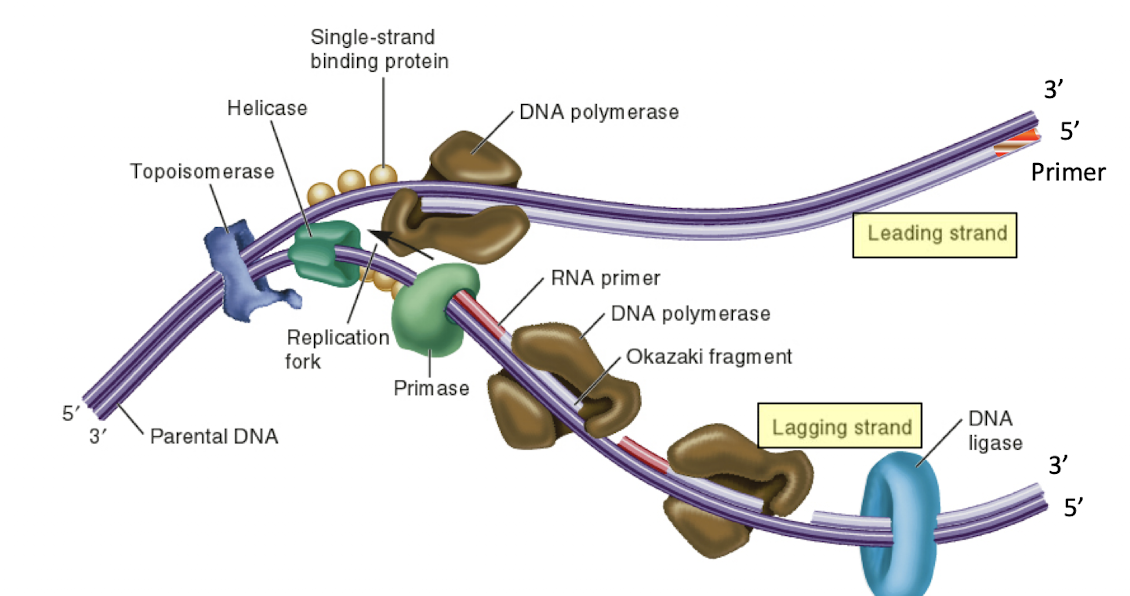 <p>DNA pol reads 3’ → 5’ into the replication fork, no breaks</p>