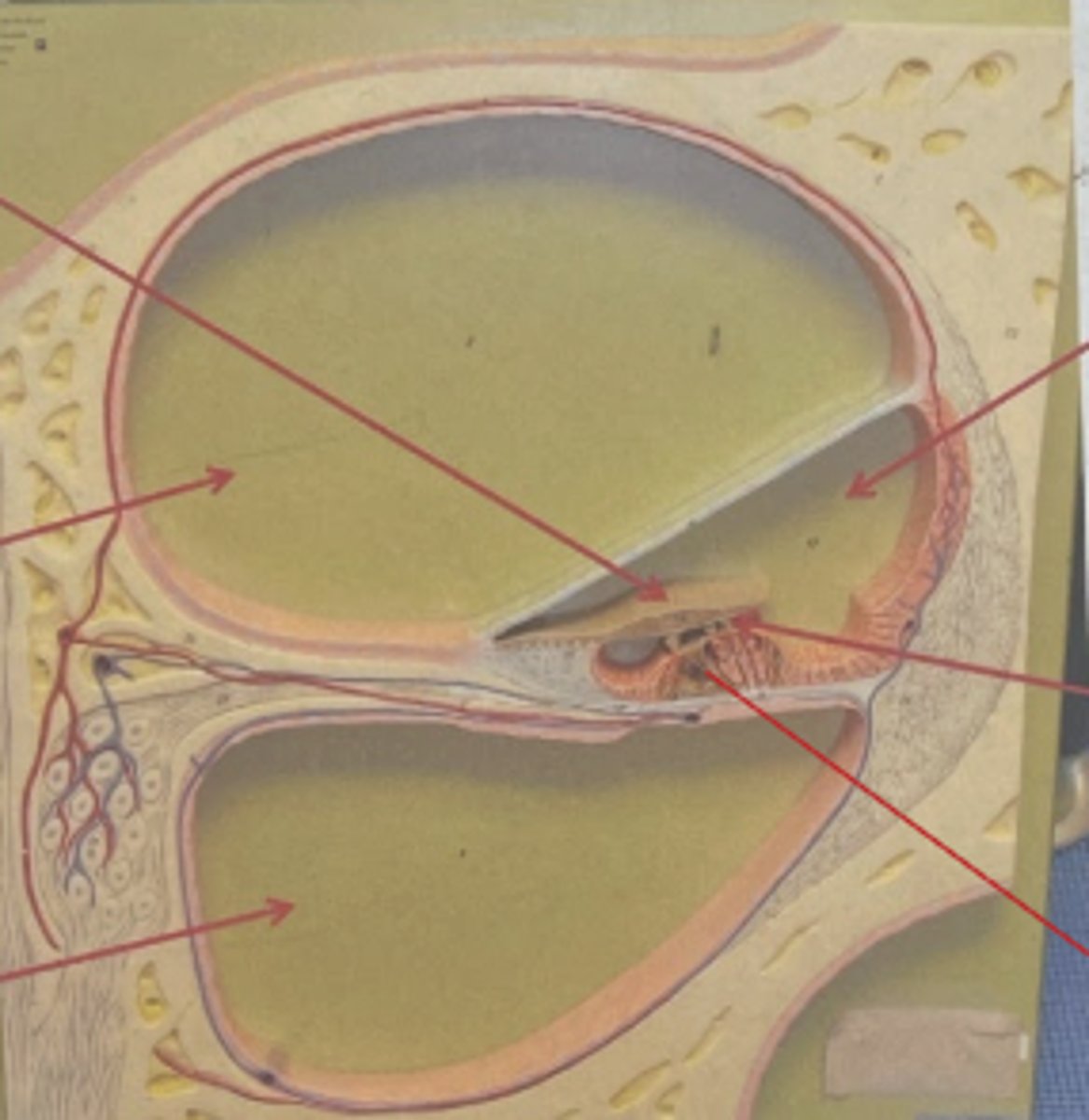 <p>• coiled, snail-shaped structure which contains hair cells that are used for the detection of sound</p>