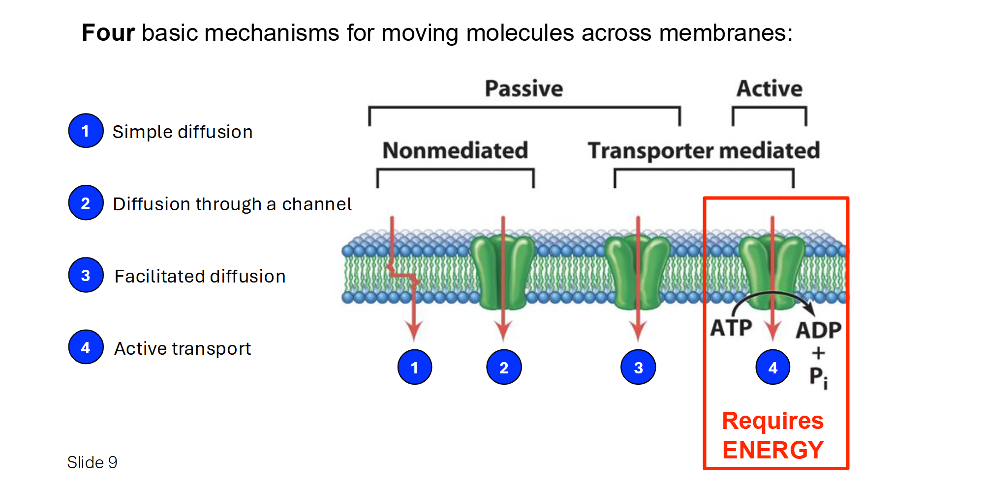<ul><li><p><strong>Simple Diffusion:</strong> Molecules move directly through the lipid bilayer from High <span>to</span> Low concentration. No energy or protein needed. (e.g., <span>O2</span>, <span>CO2)</span>.</p></li><li><p><strong>Facilitated Diffusion (Channel):</strong> Molecules move through a protein "tunnel" or pore from High to Low concentration. No energy needed. (e.g., Aquaporins for water).</p></li><li><p><strong>Facilitated Diffusion (Carrier):</strong> Molecules bind to a protein that changes shape to move them from High <span>to</span> Low concentration. No energy needed. (e.g., Glucose transport).</p></li><li><p><strong>Active Transport:</strong> Molecules are pumped <strong>against</strong> the gradient from Low <span>to </span>High concentration. <strong>Requires ATP (Energy)</strong>. (e.g., <span>Na+/K+</span> pump).</p></li></ul><p></p>