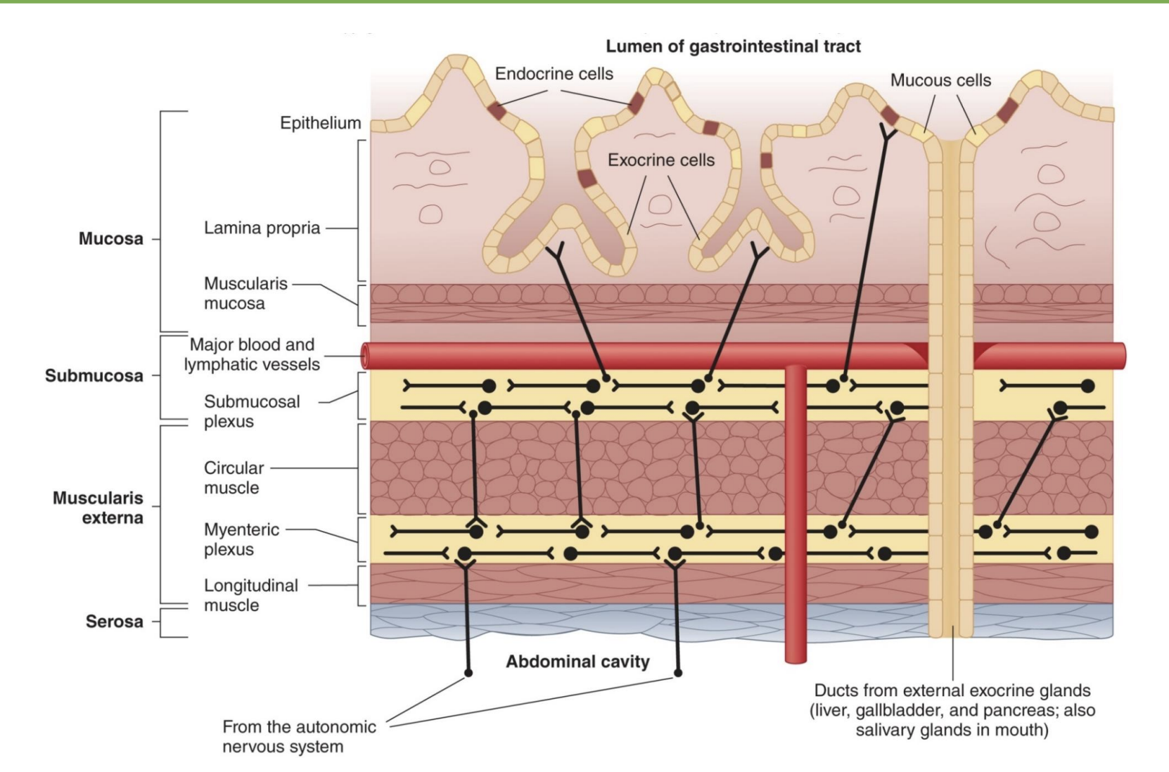 <p>same throughout GI, but customized to dif organs; outer → inner…</p><p><u>Serosa</u></p><p>-connective tissue, separates and encloses</p><p><u>Muscularis externa</u></p><p>-Myenteric plexus: in between muscle layers and nerve that coordinates contraction</p><p>-usually 2 layers of muscle (stomach=3); contract together to create peristalsis</p><ul><li><p>longitudinal: schrunch up and shorten</p></li><li><p>circular: ring, narrow diameter to break up content</p></li></ul><p><u>Submucosa</u></p><p>-Submucosal plexus: nervous tissue, controls secretion from mucosal cells</p><p>-majority blood and lympathic vessels</p><p><u>Mucosa</u></p><p>-in contact with digestive contents; ex=esophagus</p><p>-Muscularis mucosa: anchor point, resistance and strength</p><p>-lamina propria</p><p>-small vessels</p><p>-epithelium: single-layer absorb important things, more layers if mechanical</p>