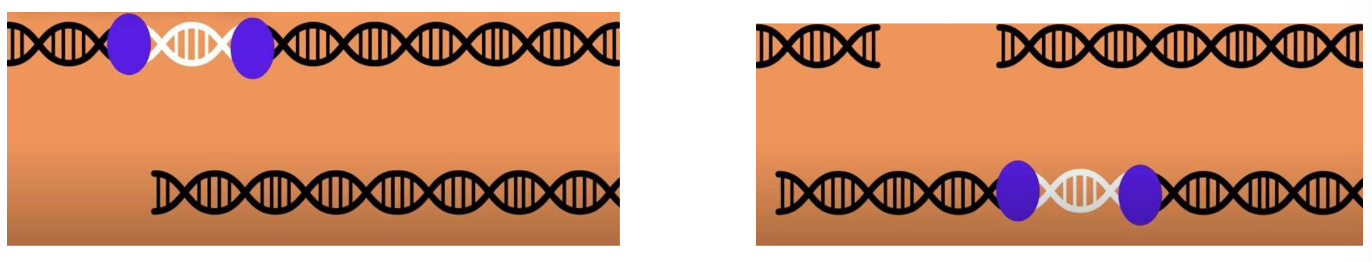 <p><span style="color: rgb(255, 255, 255);">Class 2:</span><span style="color: rgb(255, 255, 255);">DNA transposons (TE DNA)</span></p>