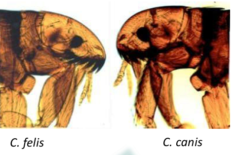 <p>Dog Flea</p>