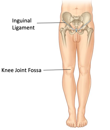 <p>Inguinal ligament to knee joint</p>