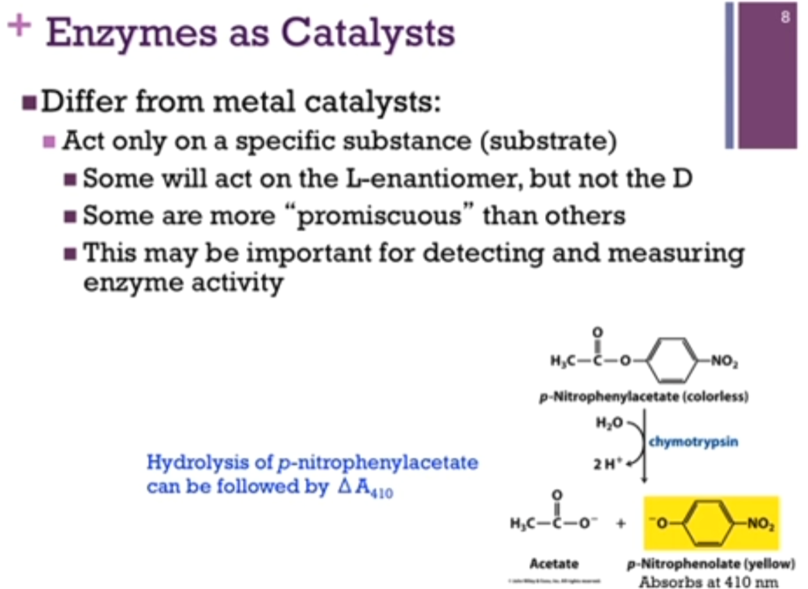 <p>Biological catalysts differ from metal catalysts! Biological catalysts have complex, specific structures: catalysis may be associated with conformational changes; Work under mild conditions (T [temp] and P [pressure]). In contrast, with metal catalysts, they often require elevated temperature or pressure or both. </p><p>Also, biological catalysts only act on a specific substance (substrate) (the specific reactant that an enzyme binds to and transforms during a reaction) (Some are so specific, they will act on the L-enantiomer BUT not the D!) (some are more forgiving in what substrates they will binds) (can be important for detecting and measuring enzyme activity) (think: earlier table, where we measured how much product was formed per unit of time; we do that by measuring enzyme activity). </p><p>Example: <strong>Chymotrypsin</strong>: Normal function is to hydrolyze a peptide bond; <strong>it adds water across a peptide or amide bond</strong>; however, it can use the substrate (specific reactant that an enzyme binds to) para-Nitrophenylacetate, will HYDROLYZE the bond connecting the acetate to the Nitrophenol part of the molecule so clearly NOT  a peptide bond and yet SIMILAR ENOUGH that chymotrypsin will work on this substrate! Product then is p-NitrophenoLATE (after = product), which is yellow in color, and we can detect that by its absorbance at a wavelength of 410 nm. SO, the substrate (specific reactant that an enzyme binds to) is colorless, the product is colored. We can measure the strength of the color as indicating the CONCENTRATION of product. We can measure how much product forms within a given period of time. AND this is how those measurements were arrive at with regard to HOW MUCH PRODUCT per UNIT TIME in the table we saw in the earlier slide!</p>