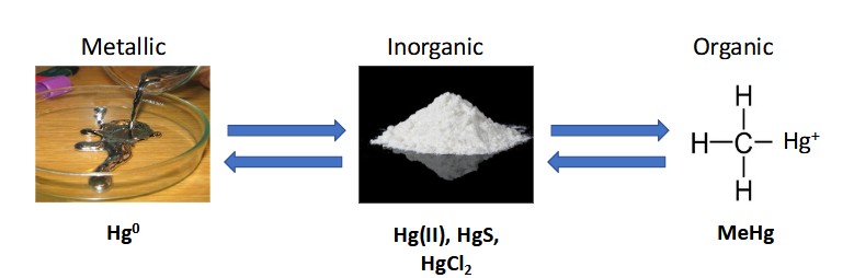 <ul><li><p>The toxicity of these forms differ.</p></li><li><p>The cycling among forms of Hg is of great interest to scientists.</p></li><li><p>It is transported globally.</p></li></ul><p></p>
