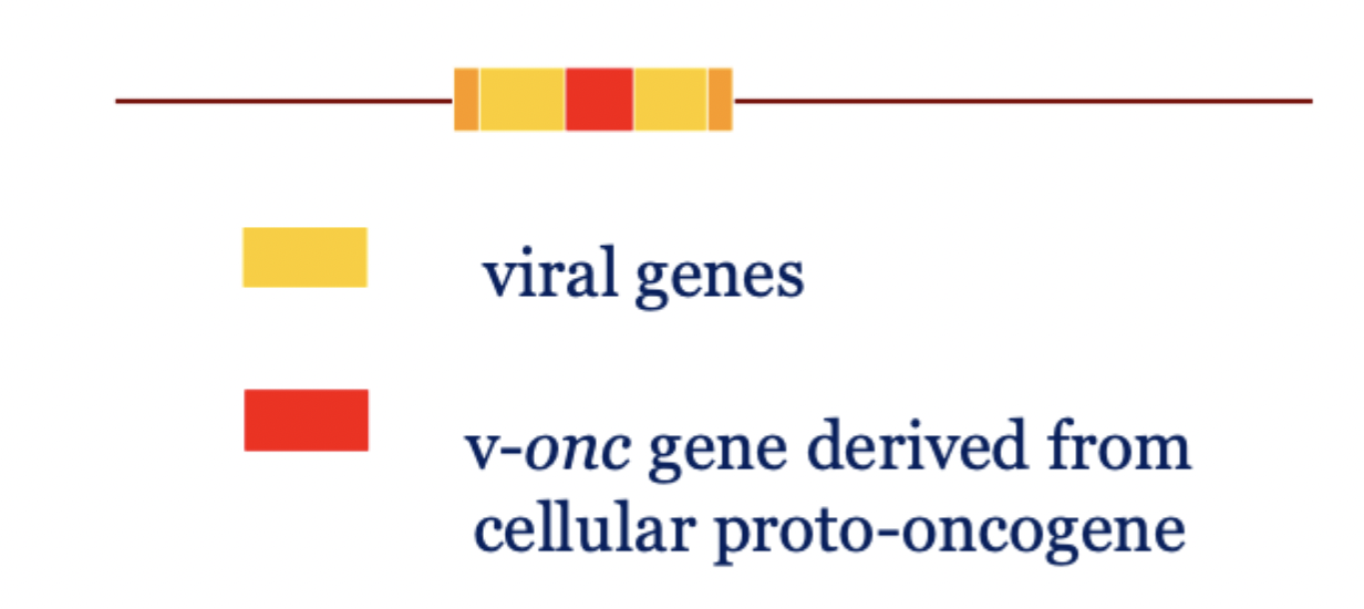 <p>Infection of a new cell by virus which already carries a transducer cellular oncogene </p>