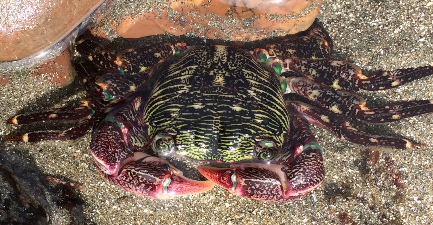 <p>Striped Shore Crab</p>