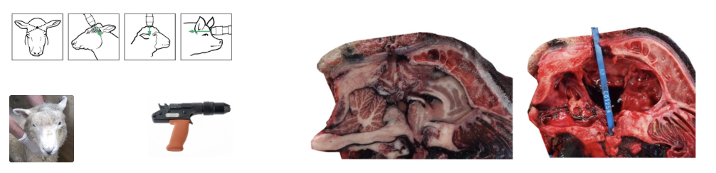<p><u>MoA:</u> Steel bolt inside gun powered by small grain bullet</p><ul><li><p>When fired, bolt shoots out to penetrate brain → Concussive forces and damage to brain from bolt (and skull fragments)</p><ul><li><p>No recoil (low-grain cartridge)</p></li></ul></li><li><p>→ Immediate and irreversible concussion → <span>Exsanguination or pithing immediately after CBG</span></p></li></ul><p><u>Normal Responses:</u></p><ol><li><p>Sheep to kick after being shot with CBG (after short delay) = Normal post-death neurological reflex</p></li><li><p>Heart continues to beat (~2 minutes an dup to 10 minutes) after CBG</p></li><li><p>Occasional agonal gasping (uncommon)</p></li></ol><p><u>Positioning:</u> Must go through mid-brain down into pons</p><ul><li><p>Different species have different shaped heads → Different species CBG position</p></li><li><p><strong>Sheep (polled)</strong> = Highest point on top of head → Aim directly towards back of throat</p></li><li><p><strong>Sheep and goats (horns)</strong> = Back of head → Aim towards base of tongue (cannot place at highest point of head due to horns)</p></li><li><p><strong>Cattle</strong> = Middle of forehead at crossing point of two imaginary lines between eyes and centre of base of opposite horn</p></li><li><p><strong>Pigs</strong> = 3/4 inches (20mm) above eyes and halfway across forehead → Aim slightly up</p></li></ul><p><u>Restraint:</u> Adequate restrain sheep ensuring handler out of way (hands down neck and not directly under chin)</p><ul><li><p>Can have 1/both hands on gun (care with hand placement over vent hole)</p></li></ul><p><u>Effective Ahot:</u></p><ol><li><p>Dilated pupils</p></li><li><p>Absent corneal reflex</p></li><li><p>No jaw tone</p></li><li><p>No breathing</p></li></ol><p><u>Exsanguination:</u> Place head around gumboot → Place knife perpendicular just below cervical vertebra (caudal to angle of mandible) and cut outwards/ventrally (check BOTH carotids are cut through)</p>
