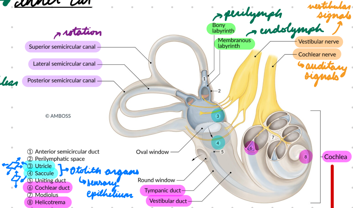 <p>Fluid-filled pouches with sensory epithelium</p><p>Utricle: Sense motion in horizontal plane</p><ul><li><p>Forward-backward</p></li><li><p>Left-right</p></li></ul><p>Saccule: Sense motion in sagittal plane</p><ul><li><p>Up-down</p></li></ul><p></p>