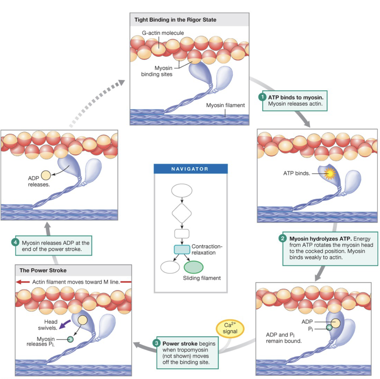 <ol><li><p>ATP binds to myosin, causing it to release actin</p></li><li><p>Myosin hydrolyzes ATP. Energy from ATP rotates the myosin head to the cocked position. Myosin binds weakly to actin</p></li><li><p>Power-stroke begins when tropomyosin moves off of the binding site</p></li><li><p>Myosin releases ADP at the end of the power-stroke </p></li></ol><p></p>