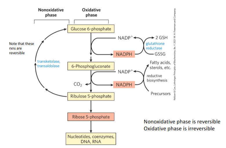 <p>What two enzymes are highlighted in the nonoxidative phase?</p>
