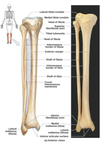 <p>Anatomical term for the leg <strong>between the knee and ankle</strong></p><p><strong>Most fractures appear at the medial and lateral malleoli of the tibia and fibula</strong> because they are the least massive parts. These fractures are caused by <strong>eversion </strong><em>(The sole of the foot faces outward or laterally.)</em> or <strong>inversion </strong><em>(The sole of the foot faces inward or medially) </em>of the ankle</p><p>Comprised of:</p><ul><li><p><strong>Tibia:</strong> <strong>Medial </strong>weight-bearing <strong>bone </strong>of the leg and <strong>second largest and strongest bone</strong> of the body</p></li><li><p><strong>Fibula:</strong> Thin lateral bone of the leg that <strong>does not bear significant body weight</strong>. located <strong>lateral </strong>to tibia. origin site of several muscles</p></li></ul><p></p>