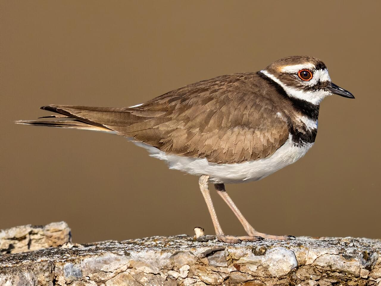 <p>Killdeer </p><p>*Must know vocalization</p>