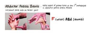 <p>F wrist ABD thumb</p>