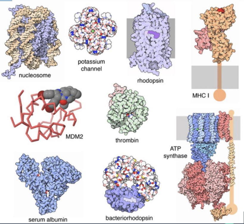 <p>Why study Proteins?</p><ul><li><p>what are proteins?</p></li><li><p>where do they occur?</p></li><li><p>how much of cellular dry weight do they constitute</p></li><li><p>what are they product of?</p></li></ul><p></p>