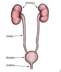 <p>ureter</p>