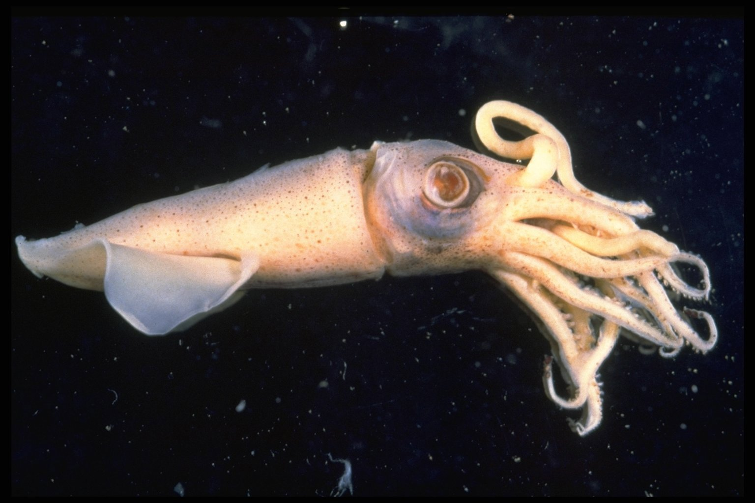 <p>class cephalopoda “head-foot” and ex. and basic body form </p>