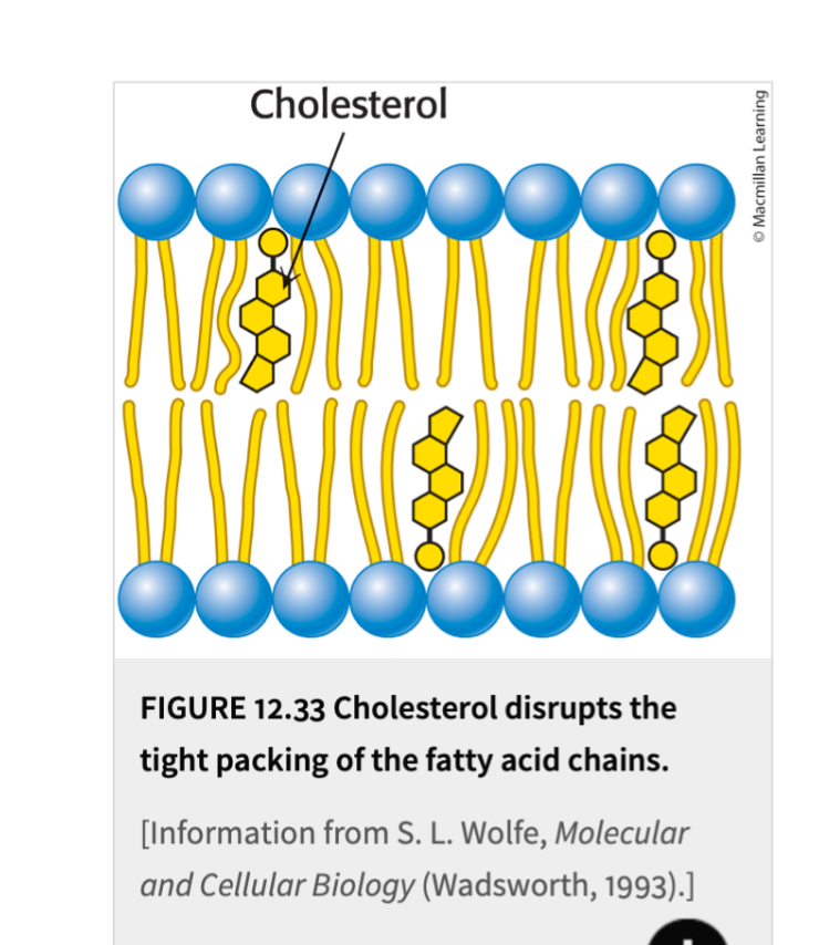 <p>Makes it more fluid. The cholesterol disrupts the tight packing of the fatty acid chains. </p>