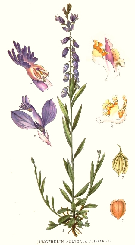 <p>Jungfrulin</p>