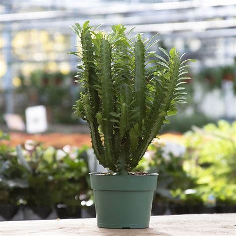 <p>Succulent stems (non cacti)</p>