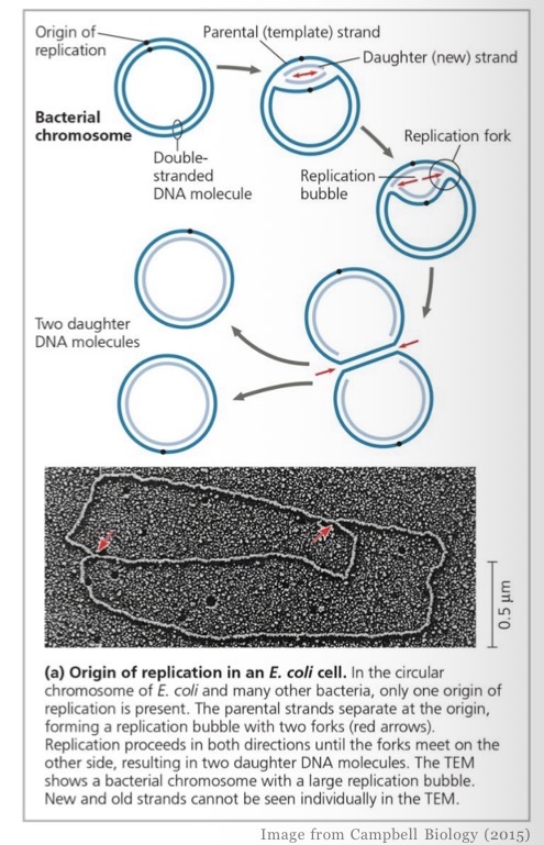 <ul><li><p>single origin</p></li><li><p>Circular chromosome </p></li><li><p>Replication proceeds in both directions </p></li></ul><p></p>