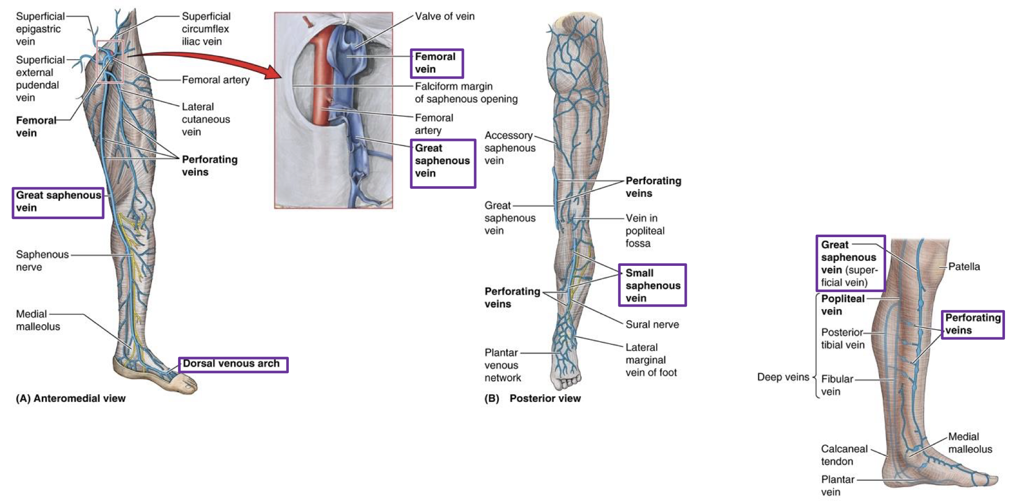 <ul><li><p>Dorsal venous arch (dorsal foot)</p><ul><li><p>has two ends (medial and lateral)</p></li><li><p>Great saphenous vein</p><ul><li><p>runs medially up leg and thigh → drains into femoral vein (through saphenous opening of cribriform fascia)</p></li><li><p>saphenous n. runs with it</p></li></ul></li><li><p>Lesser saphenous vein</p><ul><li><p>runs laterally up ankle to posterior leg → drains into popliteal vein</p></li><li><p>sural n. runs with it</p></li></ul></li><li><p>Perforating veins</p><ul><li><p>both great and lesser saphenous have vein branches that perforate through the deep fascia to deeper veins as they ascend up the leg </p></li></ul></li></ul></li></ul><p></p>