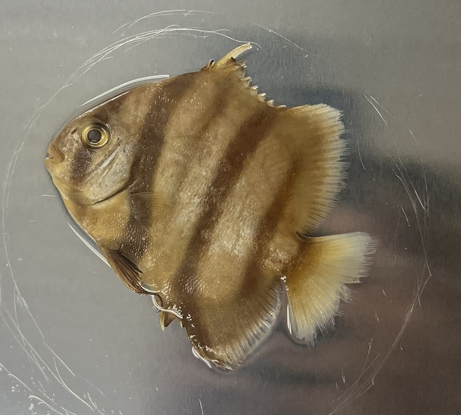 <p>Family Ephippidae (spadefishes) - <em>Chaetodipterus faber</em></p>