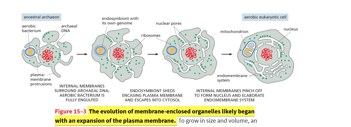 <p>From the expansion and infoldings (invaginations) of the <strong>plasma membrane</strong>.</p>