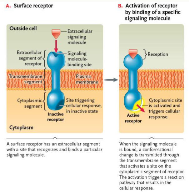 <p>Transmembrane Proteins</p><ul><li><p>Polar signals can’t cross the hydrophobic core</p></li><li><p>Surface receptors bind signals outside</p></li><li><p>Binding changes receptor shape</p></li><li><p>Cytoplasmic side initiates an internal response pathway</p></li></ul><p></p>