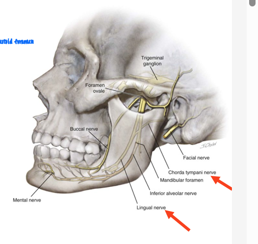 <ul><li><p>branch of CN VII</p></li><li><p>carries <strong>taste sensation from ant 2/3 of tongue</strong></p></li><li><p>joins lingual nerve in infratemporal fossa</p></li></ul><p></p>