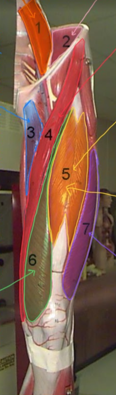 <p>Name the TOP arrow of highlighted in YELLOW / #5</p>