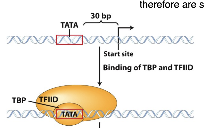 <p>bind to the promoter itself</p><ul><li><p>so are similar in diff cell types</p></li></ul><ul><li><p>ex: TBP (TATA-binding protein), TFIID</p></li></ul><p></p>