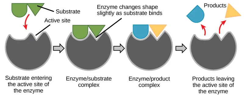 <p><span>is where the “action” happens. Since enzymes are proteins, there is a unique combination of amino acid side chains within the active site. Each side chain is characterized by different properties. They can be large or small, weakly acidic or basic, hydrophilic or hydrophobic, positively or negatively charged, or neutral. The unique combination of side chains creates a very specific chemical environment within the active site. This specific environment is suited to bind to one specific chemical substrate</span></p>