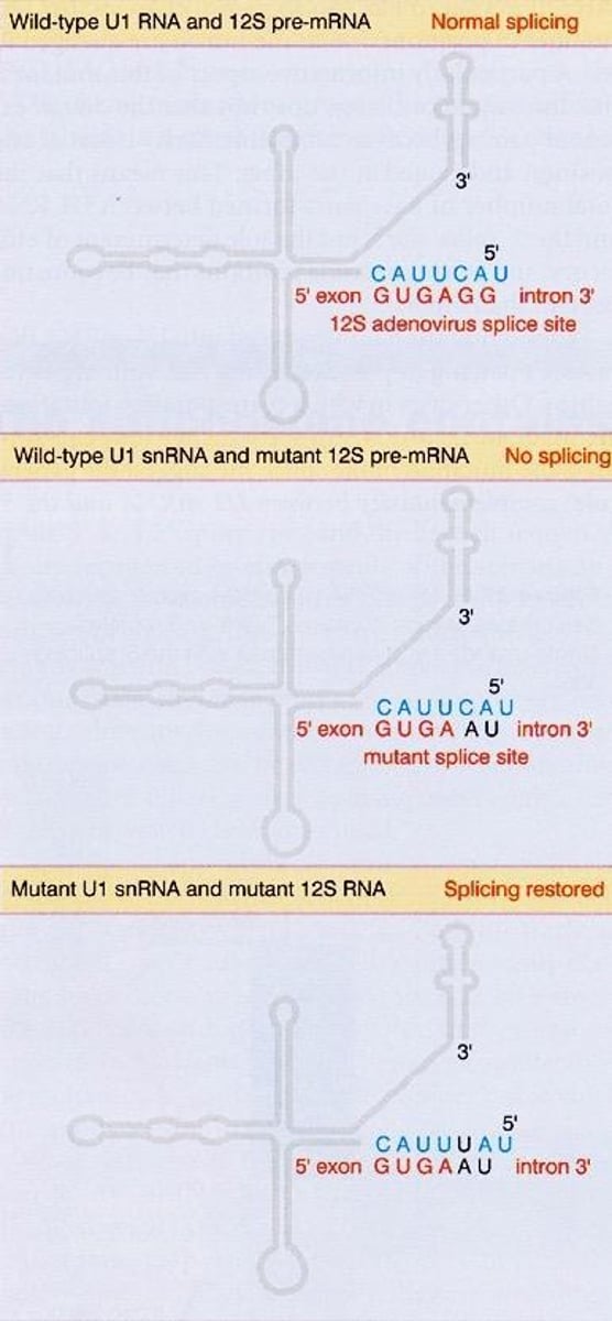 <p>Mutations can inhibit splicing, but compensatory mutations can restore it.</p>