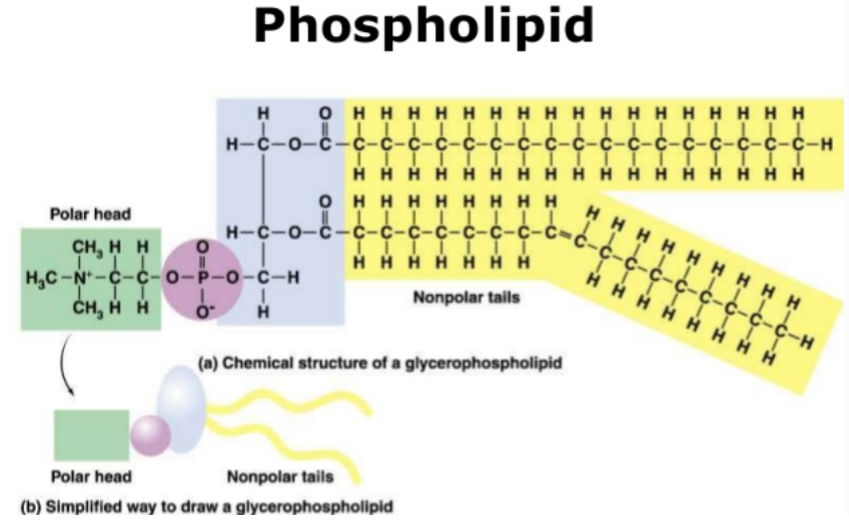 <p>Contain phosphoric acid and nitrogen</p><p>Part of cell membranes (phospholipid bilayer!)</p><p>Notable types of phospholipids</p><ul><li><p>Lecithin – cell membranes</p></li><li><p>Sphingomyelin – component of the myelin sheath which lines nerve cells</p></li></ul><p></p>