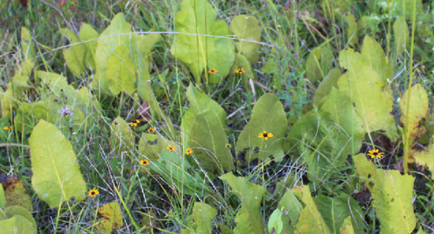 <p>Silphium terebinthinaceum</p>