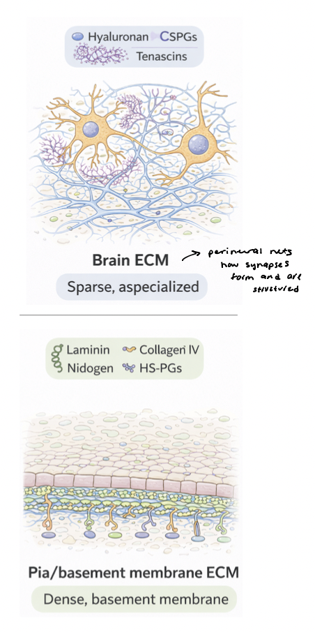 <ul><li><p>brain ECM is soft, permissive, signaling-rich </p></li><li><p>pia ECM is dense, structured, barrier-forming scaffold </p></li></ul><p></p>