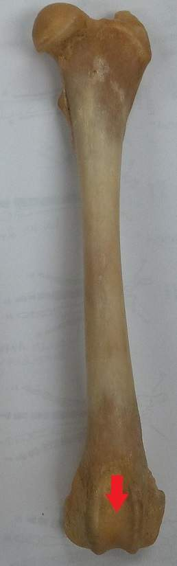 <p>Groove</p>