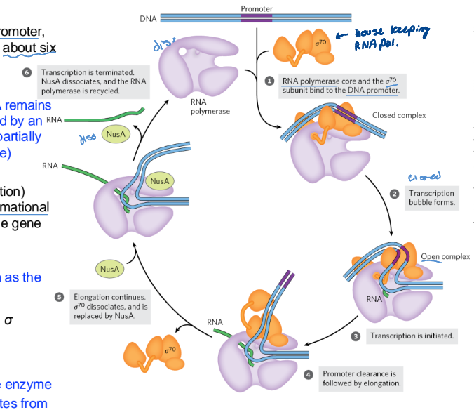 <ol><li><p>RNA polymerase binds to the promoter, directed by a sigma factor </p></li><li><p><strong>Closed complex</strong> (bound DNA remails double-stranded) forms, followed by an <strong>open complex (</strong>bound DNA is partially unwound near the -10 seq.)</p></li><li><p>Initiation causes RNA polymerase conformational change that moves it towards the gene </p></li><li><p>promoter clearance follows by elongation </p></li><li><p>NusA protein competes with the sigma subunit to bind the polymerase. Leads to sigma 70 dissociating </p></li><li><p>Transcription is terminated</p><ol><li><p>NusA dissociates from the enzyme</p></li><li><p>RNA polymerase dissociates from the DNA </p></li><li><p>RNA polymerase is recycled</p></li></ol></li></ol><p></p>